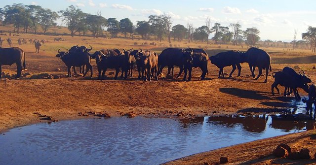 Here Is Kenya's Water Man Who Travels Miles Daily To Save animals From Thirst Providing Them Truckloads Of Water