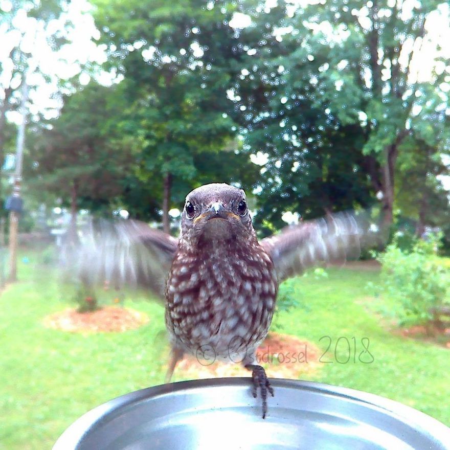 Photographer Set Up A Photo Booth For Birds, See The Amazing Results Here!