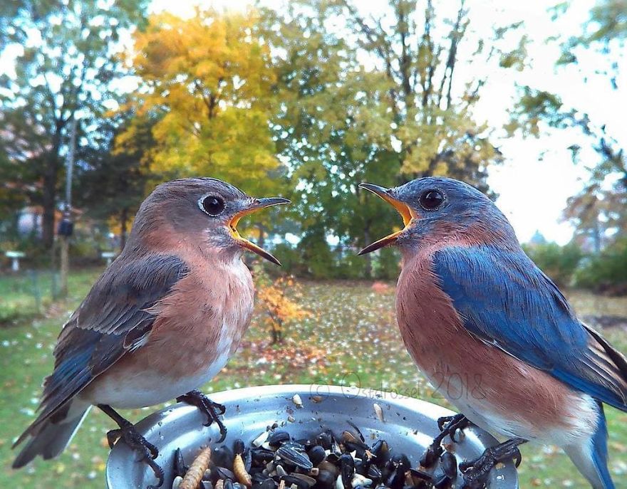 Photographer Set Up A Photo Booth For Birds, See The Amazing Results Here!