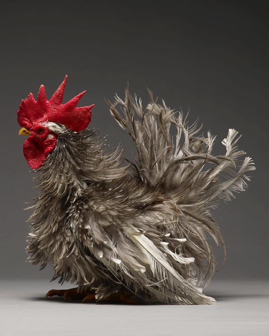 Photographer Creates An Amazing Documentation Of Chickens And They Look No Less Than Supermodels