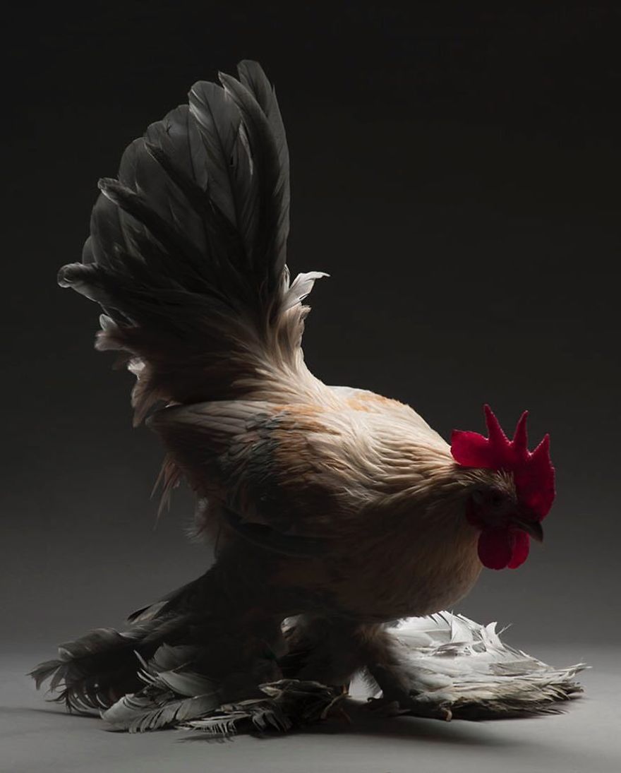 Photographer Creates An Amazing Documentation Of Chickens And They Look No Less Than Supermodels