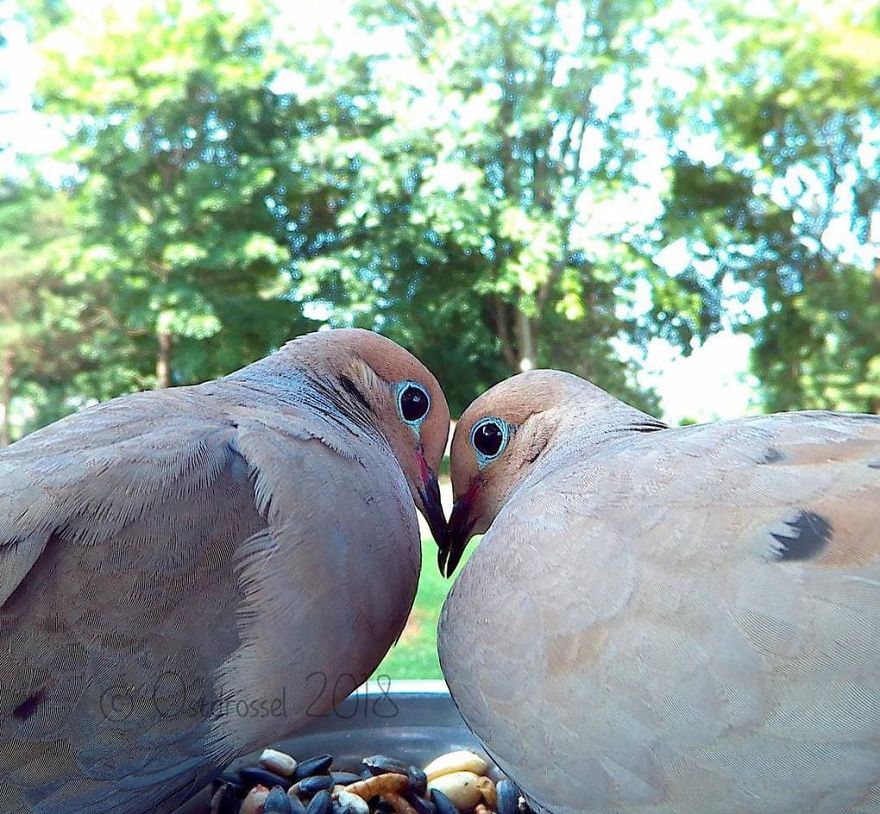 Photographer Set Up A Photo Booth For Birds, See The Amazing Results Here!