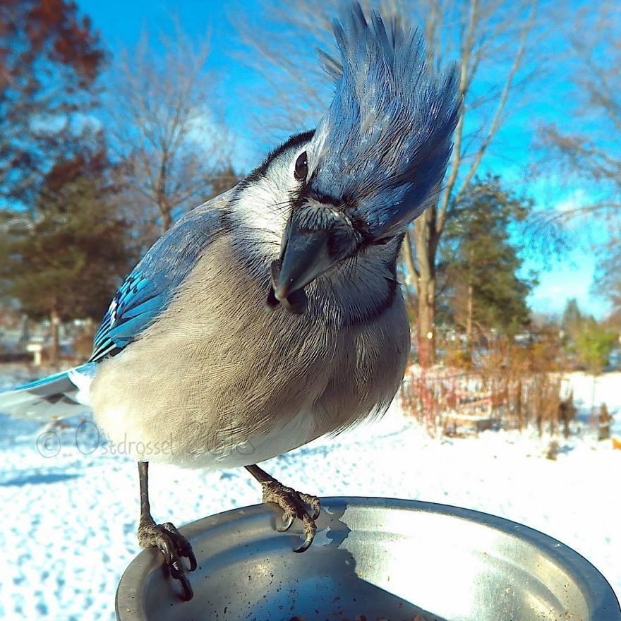 Photographer Set Up A Photo Booth For Birds, See The Amazing Results Here!