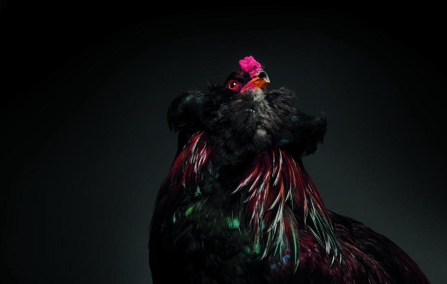 Photographer Creates An Amazing Documentation Of Chickens And They Look No Less Than Supermodels