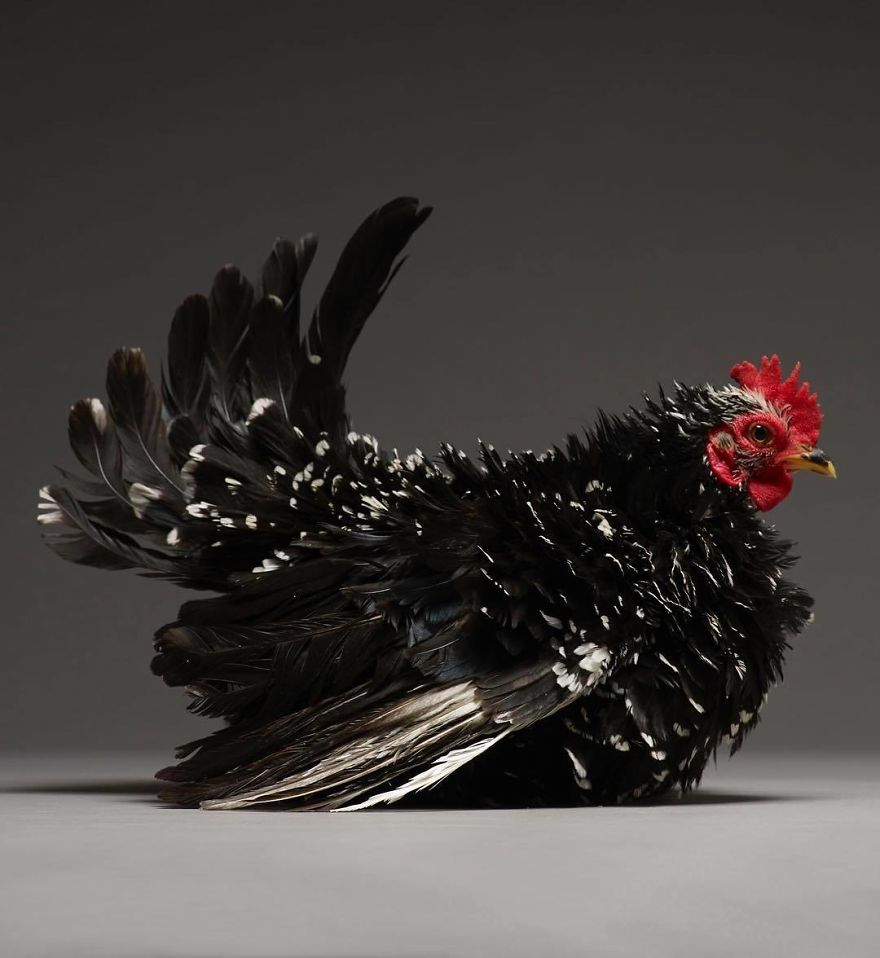 Photographer Creates An Amazing Documentation Of Chickens And They Look No Less Than Supermodels