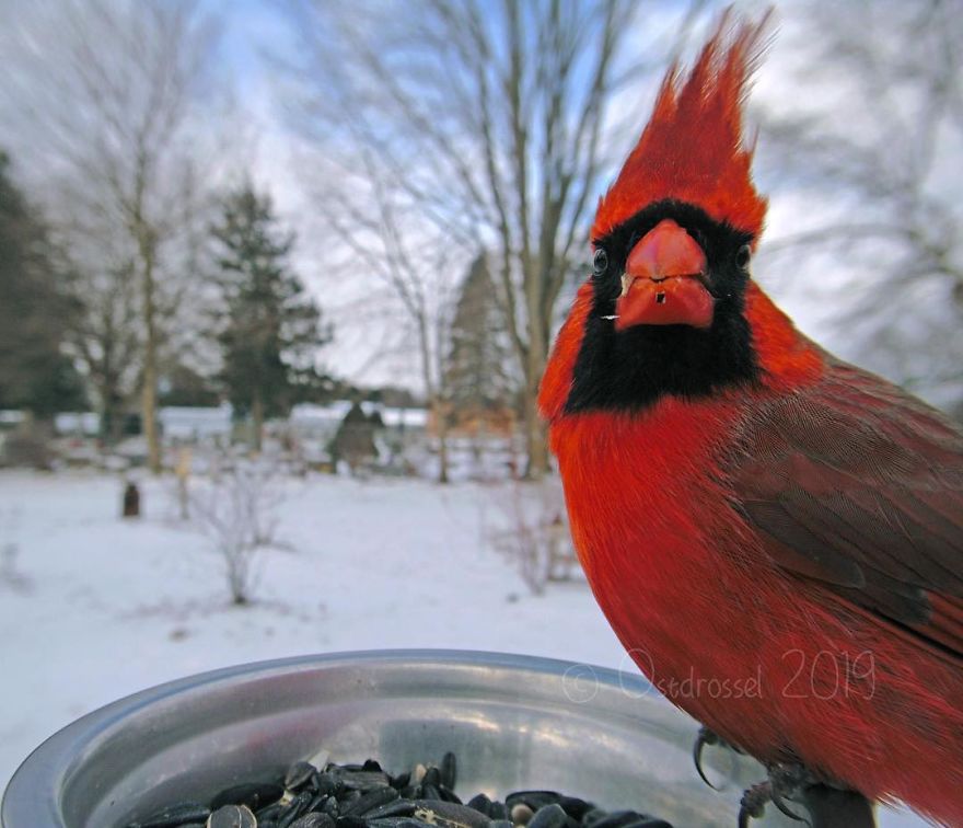 Photographer Set Up A Photo Booth For Birds, See The Amazing Results Here!