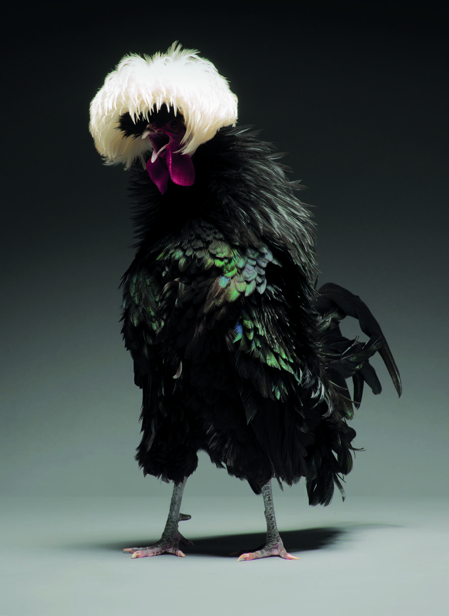 Photographer Creates An Amazing Documentation Of Chickens And They Look No Less Than Supermodels