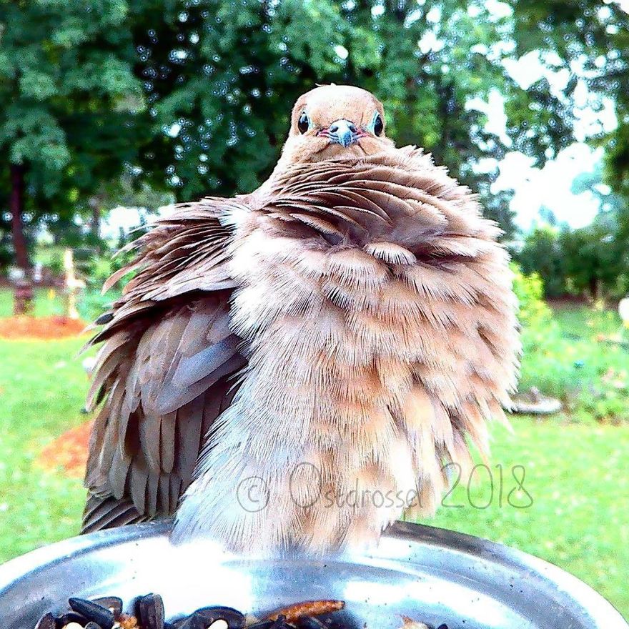 Photographer Set Up A Photo Booth For Birds, See The Amazing Results Here!