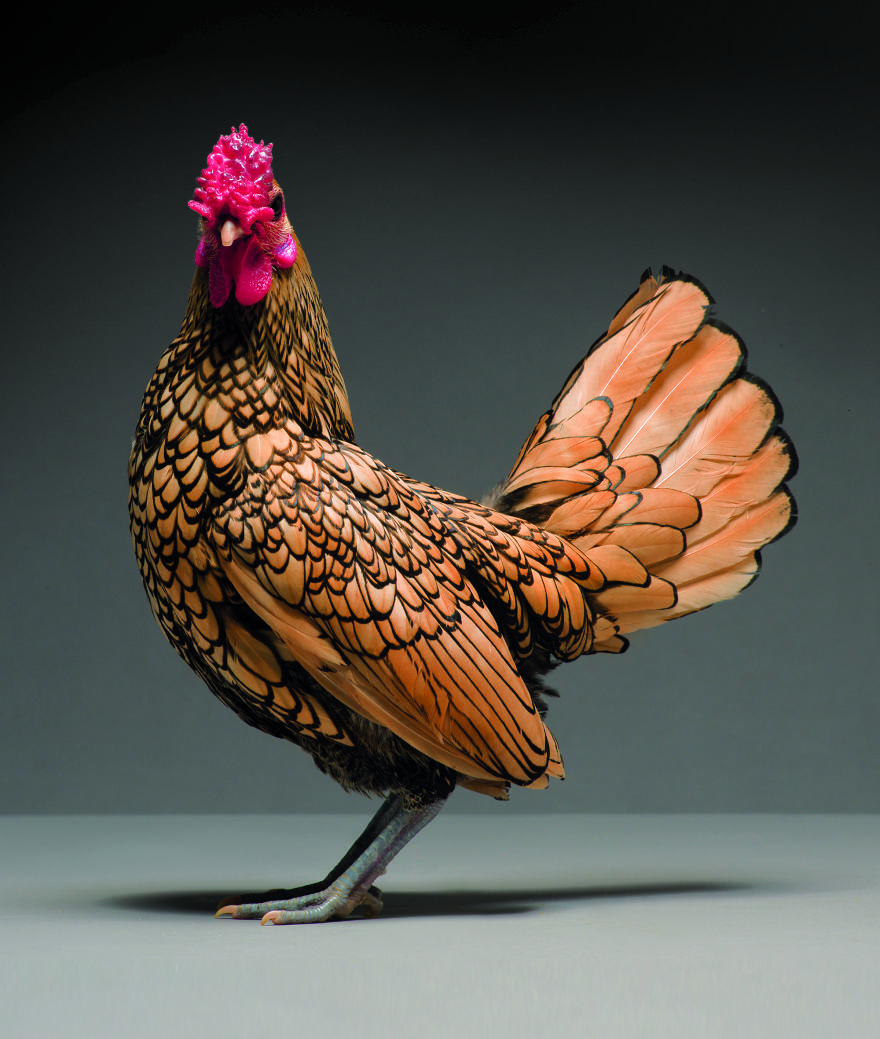 Photographer Creates An Amazing Documentation Of Chickens And They Look No Less Than Supermodels