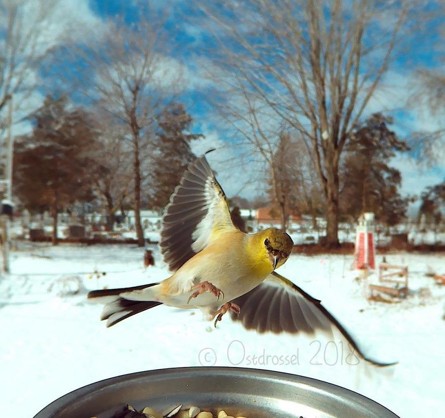 Photographer Set Up A Photo Booth For Birds, See The Amazing Results Here!