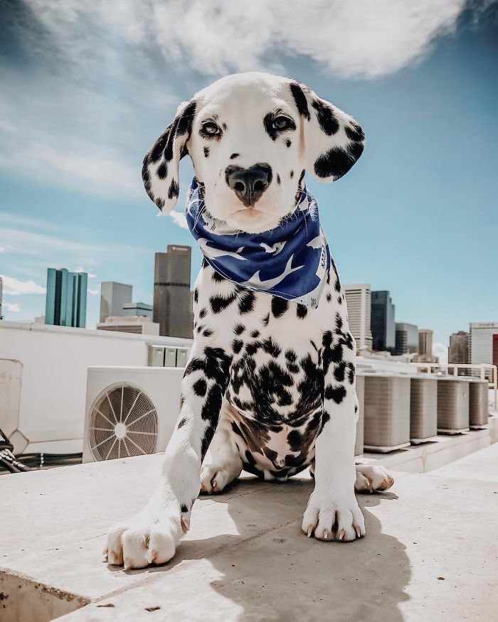 This Puppy, Wiley Is Ruling Over The Internet For His Heart Shaped Nose