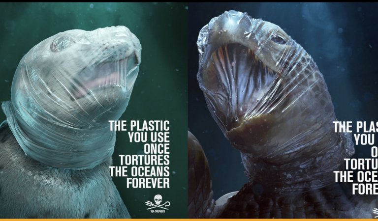 Thrilling Images of Marine Animals Shows Effects Of Plastic Pollution Around The World
