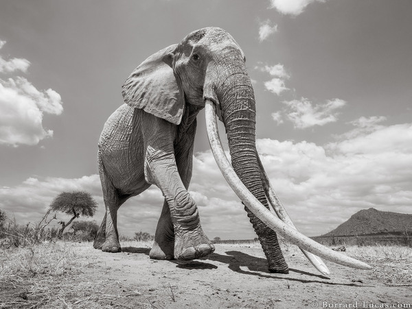 Kenya's Majestic Elephant Queen With Super Tusks