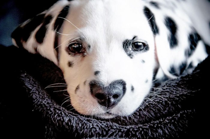 This Puppy, Wiley Is Ruling Over The Internet For His Heart Shaped Nose