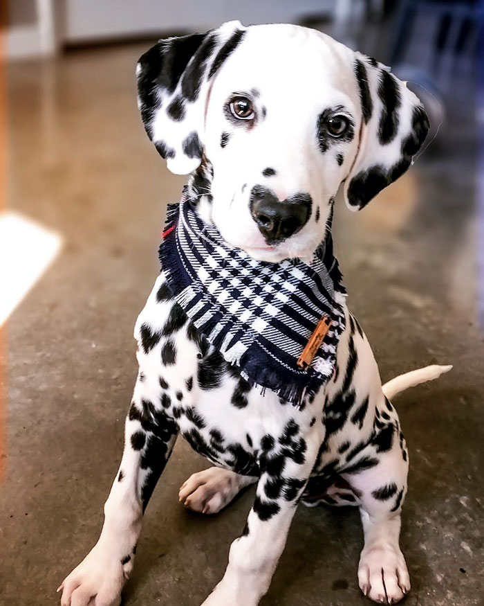 This Puppy, Wiley Is Ruling Over The Internet For His Heart Shaped Nose