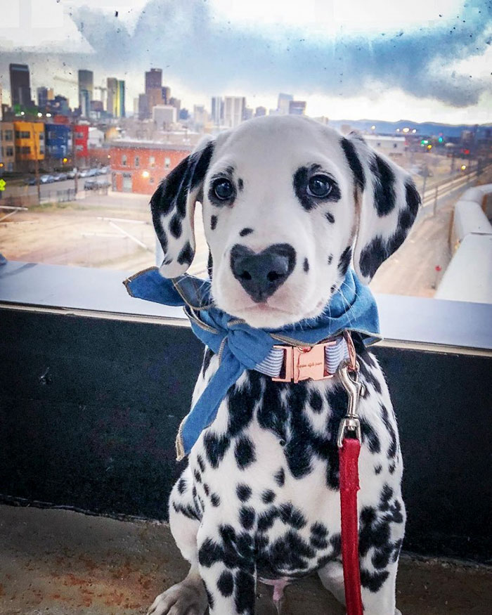 This Puppy, Wiley Is Ruling Over The Internet For His Heart Shaped Nose