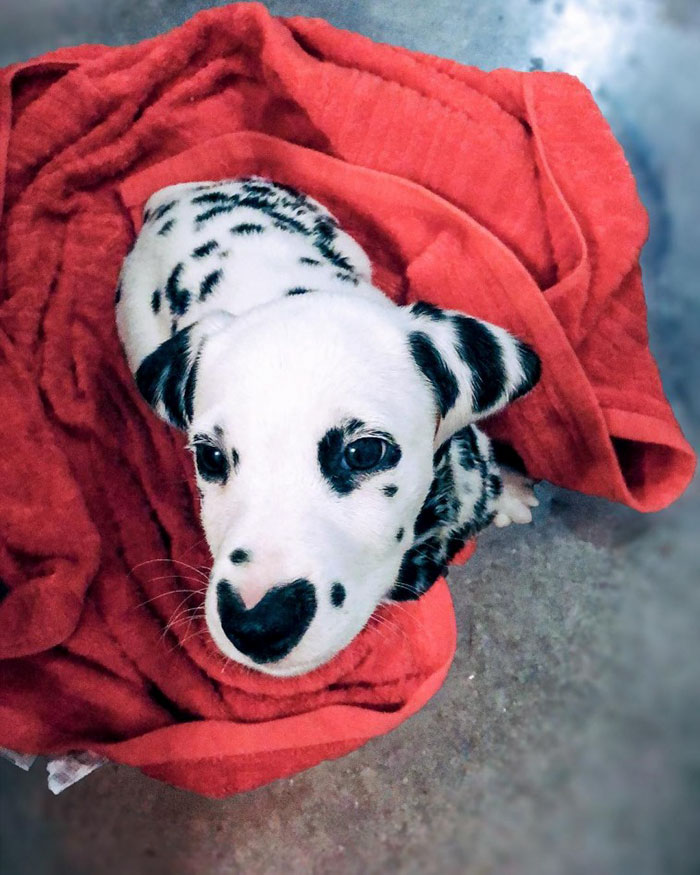 This Puppy, Wiley Is Ruling Over The Internet For His Heart Shaped Nose