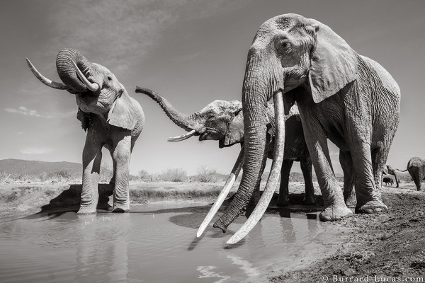 Kenya's Majestic Elephant Queen With Super Tusks