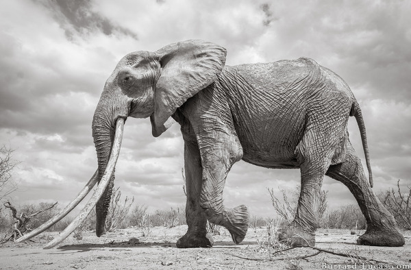 Kenya's Majestic Elephant Queen With Super Tusks