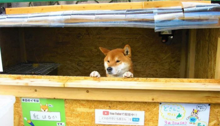 This 3 Year Old Dog Runs A Sweet Potato Shop In Japan