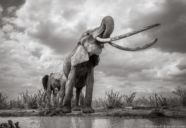 Kenya's Majestic Elephant Queen With Super Tusks