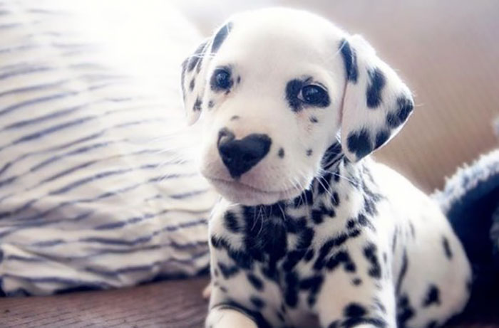 This Puppy, Wiley Is Ruling Over The Internet For His Heart Shaped Nose