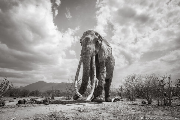 Kenya's Majestic Elephant Queen With Super Tusks