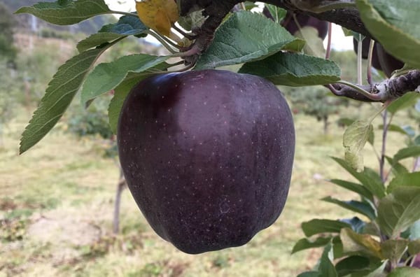 Farmers Refuse To Grow These Rare Black Apples For A Particular Reason