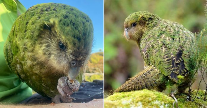 New Zealand based parrot species Kakapo has best breeding season