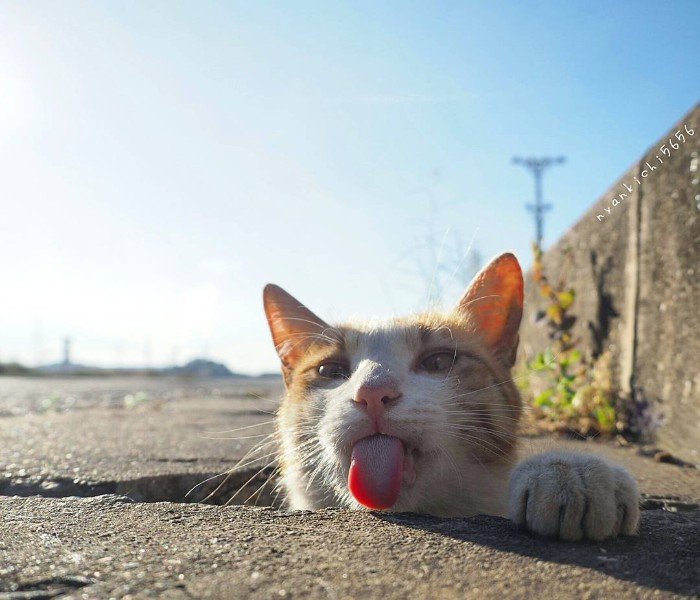 Japanese Photographer Photographs Stray Cats and They Look Absolutely Adorable