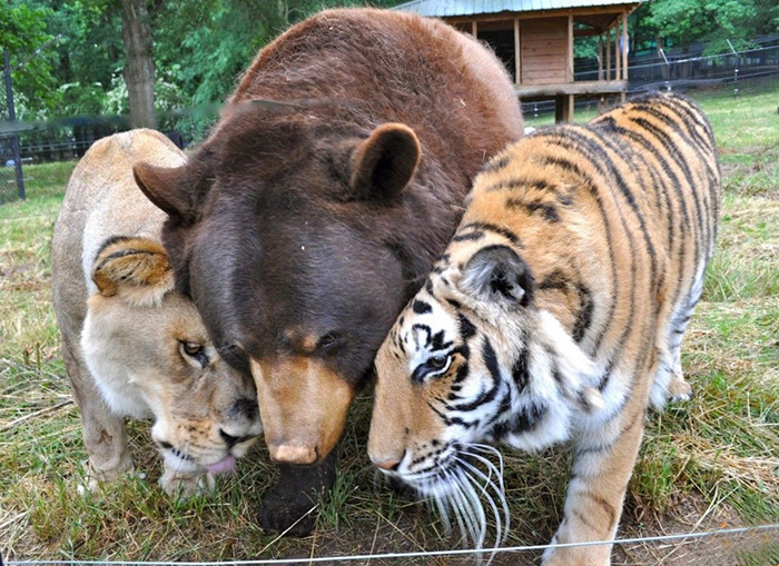 These Animals including Bear Tiger Lion live together