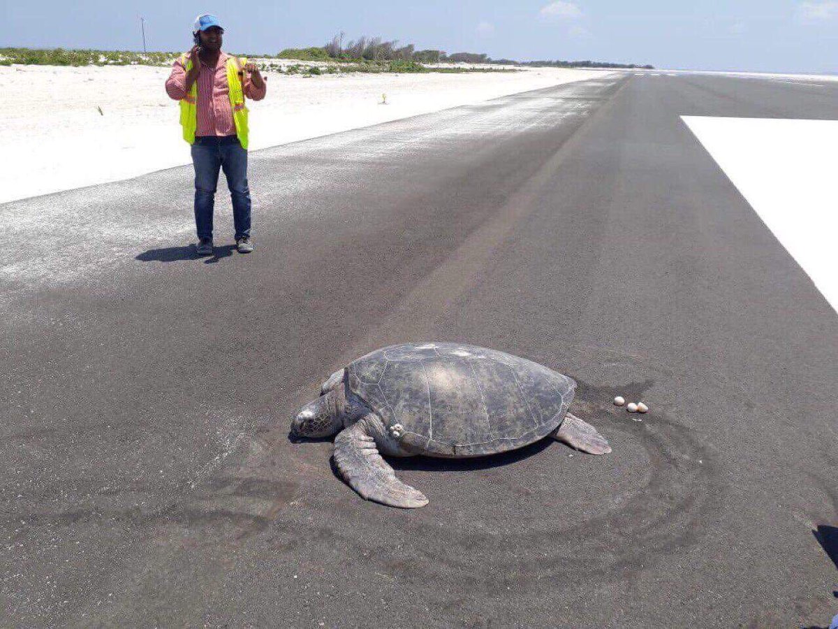 Turtle Goes On Island To Lay Eggs But Find A Runway There