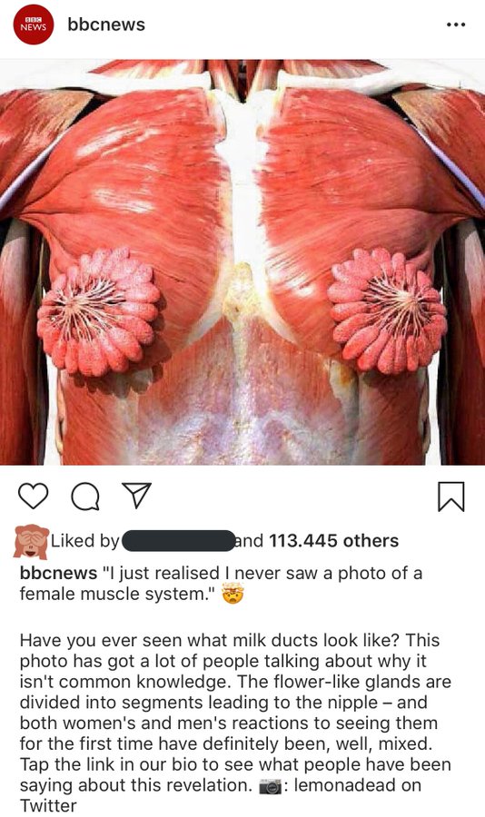 Female Mammary Glands