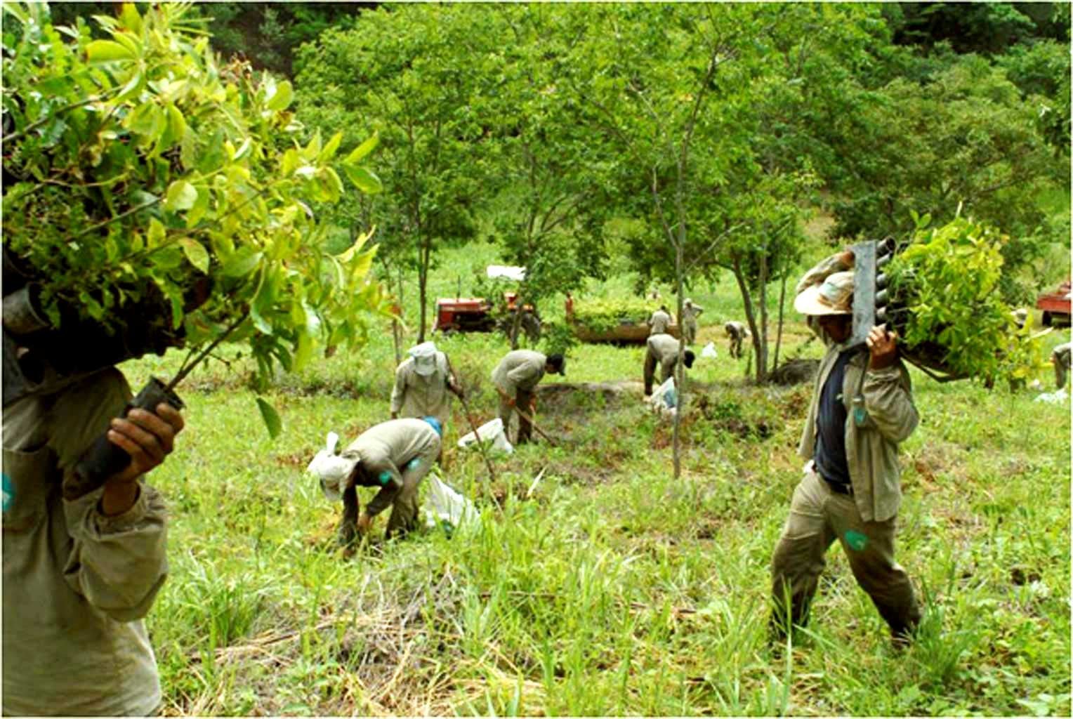 Brazilian Couple Planted Trees For 2 Decades And Restored The Destroyed Forest