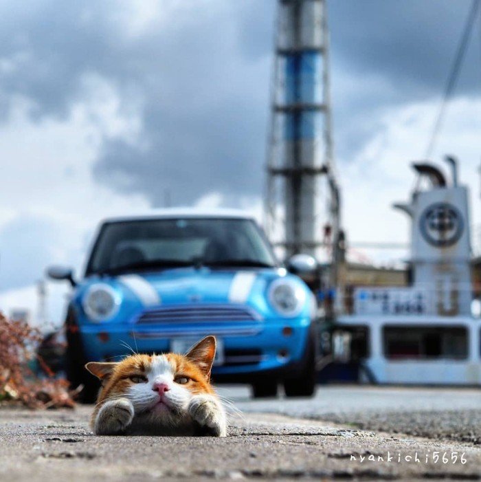 Japanese Photographer Photographs Stray Cats and They Look Absolutely Adorable