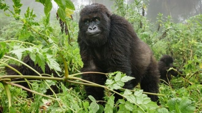 Anti Poaching Rangers And Gorillas selfie