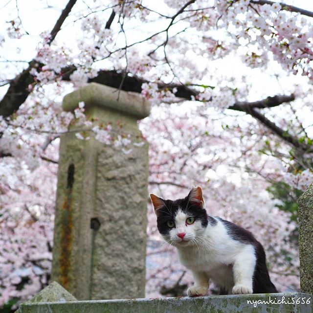 Japanese Photographer Photographs Stray Cats and They Look Absolutely Adorable