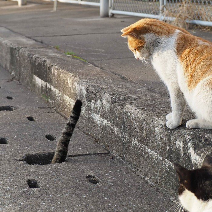 Japanese Photographer Photographs Stray Cats and They Look Absolutely Adorable