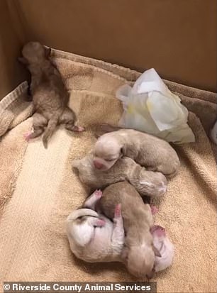 Woman Arrtested After Dumping 7 Newborn Puppies In A Dumpster