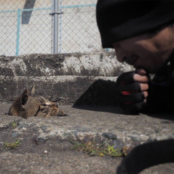 Japanese Photographer Photographs Stray Cats and They Look Absolutely Adorable