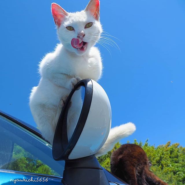 Japanese Photographer Photographs Stray Cats and They Look Absolutely Adorable