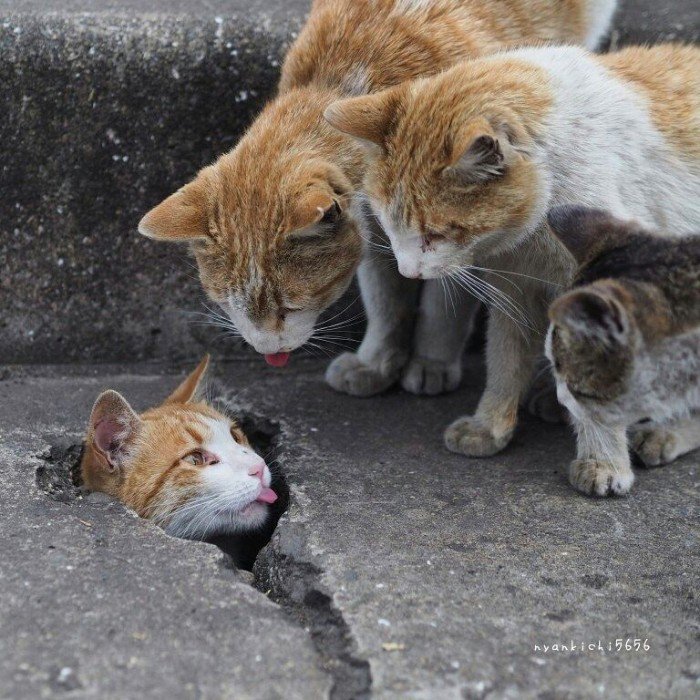 Japanese Photographer Photographs Stray Cats and They Look Absolutely Adorable