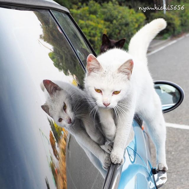 Japanese Photographer Photographs Stray Cats and They Look Absolutely Adorable