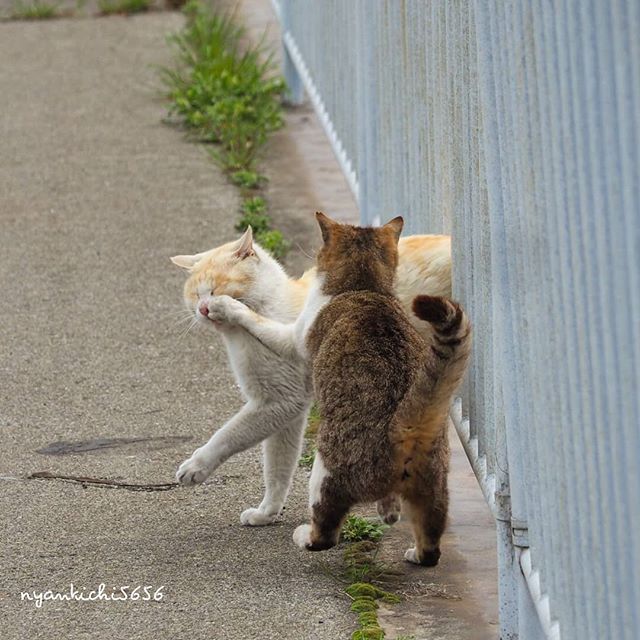 Japanese Photographer Photographs Stray Cats and They Look Absolutely Adorable