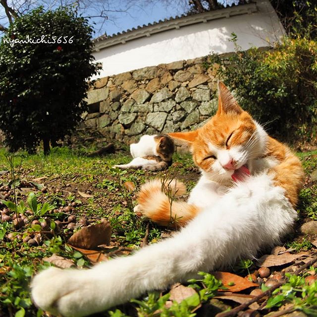 Japanese Photographer Photographs Stray Cats and They Look Absolutely Adorable