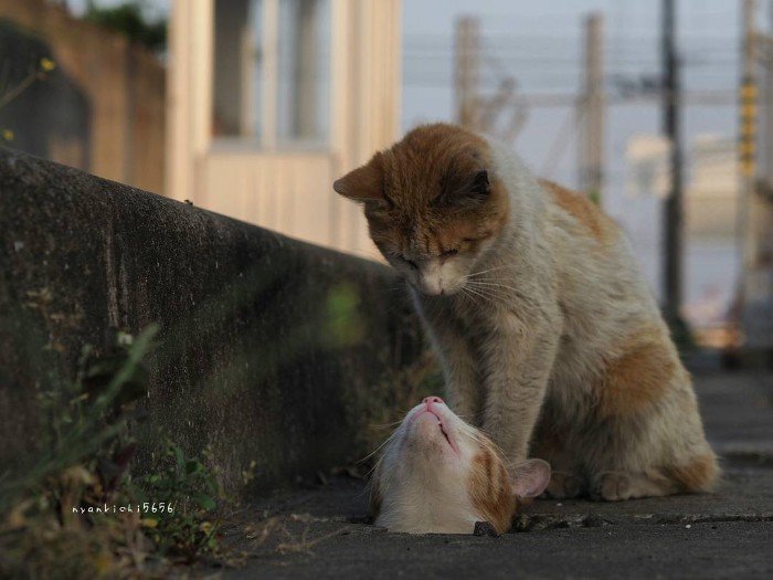 Japanese Photographer Photographs Stray Cats and They Look Absolutely Adorable