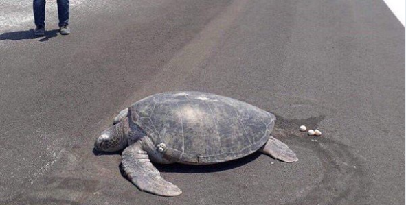 Turtle Goes On Island To Lay Eggs But Find A Runway There