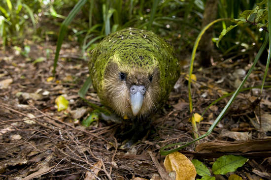 New Zealand based parrot species Kakapos has best breeding season