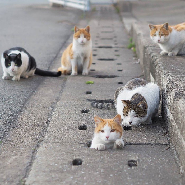 Japanese Photographer Photographs Stray Cats and They Look Absolutely Adorable