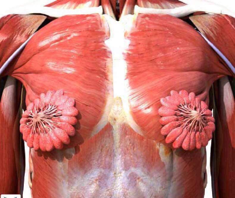 Female Mammary Glands